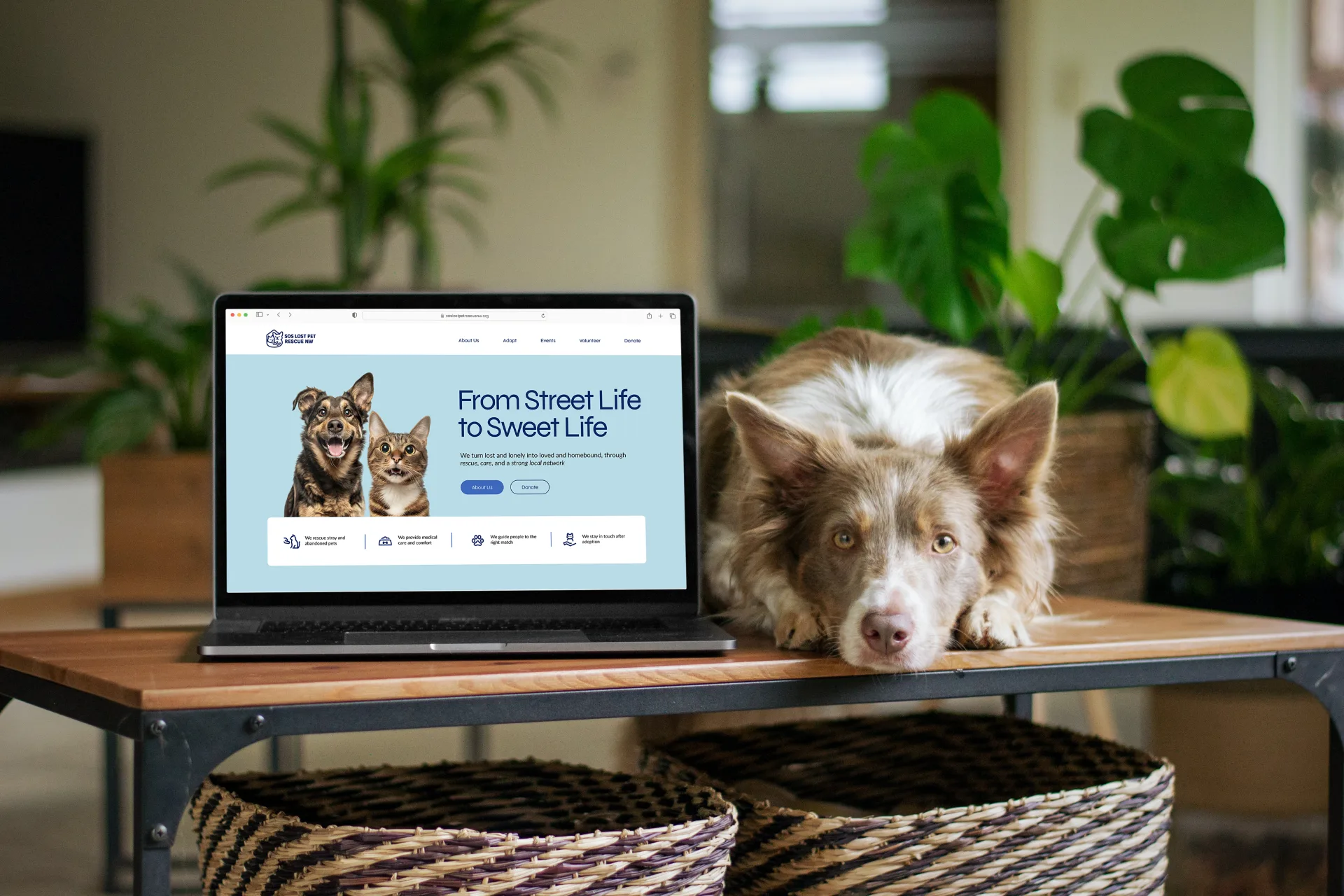SOS Lost Pet Rescue NW site shown on a MacBook beside a brown and white dog